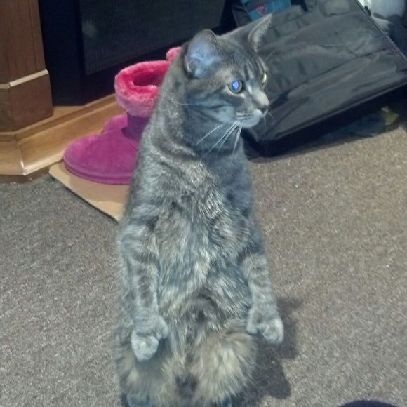 Meet your Posher, Amy - Picture 1 of 1